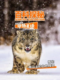 科探秘动物星球：高山上的白色精灵雪豹海报