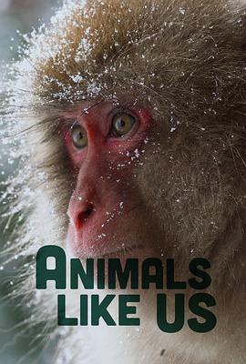 Animals Like海报