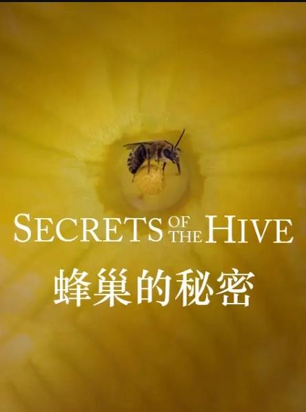 蜂巢的秘密海报