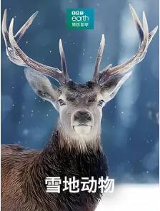 雪地动物海报